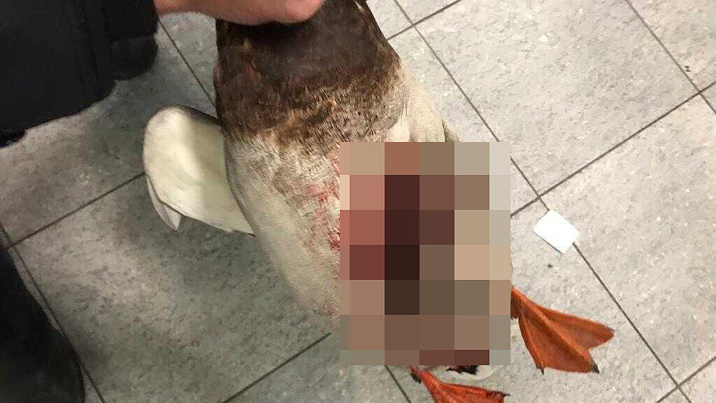 Entenquäler in der Stadt Salzburg
