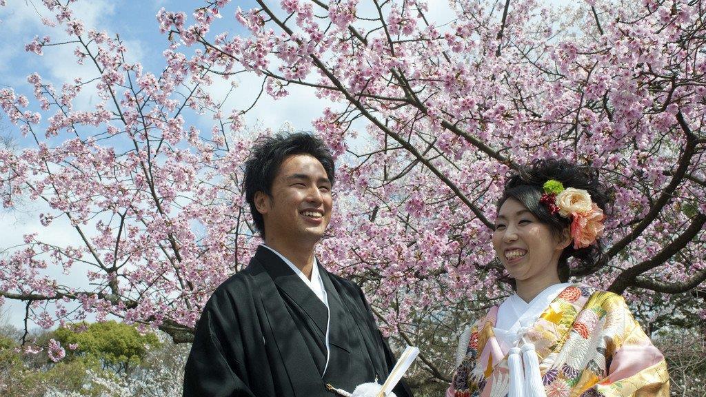 Kirschbäume in Japan in voller Pracht