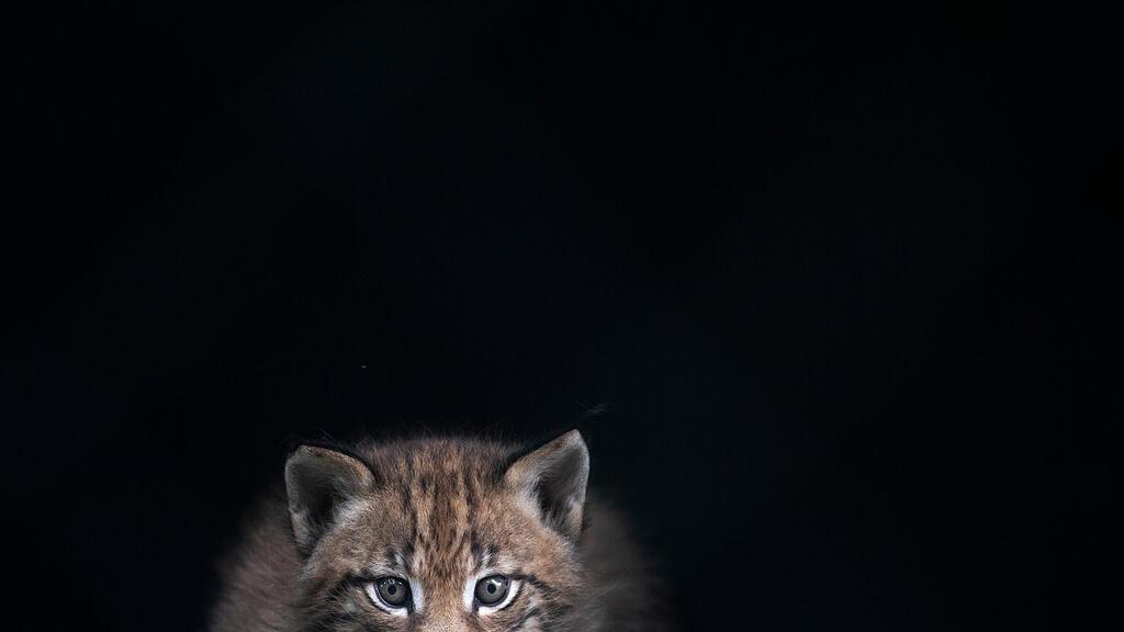 Baby-Luchs, Ferleiten