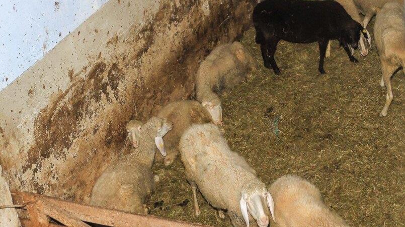 Verwahrloste Tiere in OÖ