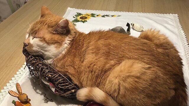 Weltkatzentag 2024