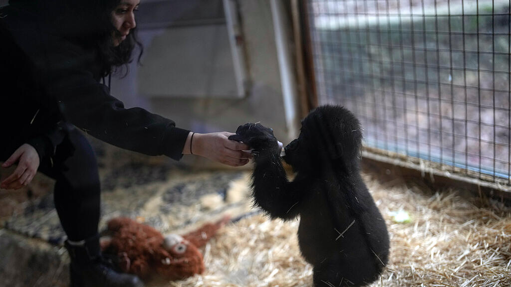 Gorillababy am Istanbuler Flughafen