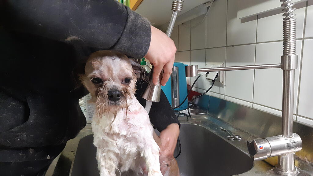 Verwahrloster Hund in Wald ausgesetzt