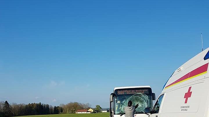 Rehbock springt in OÖ durch Busscheibe