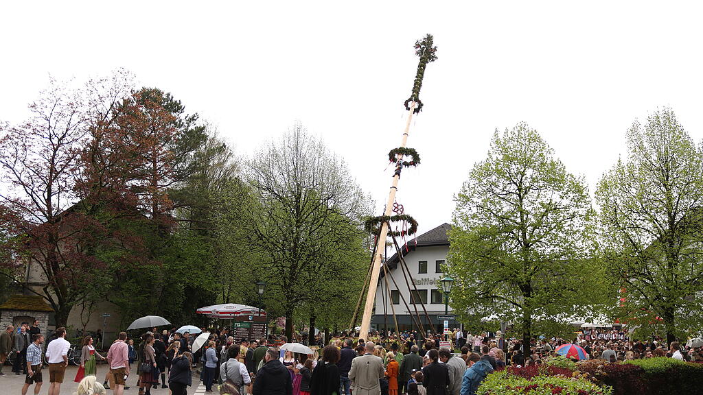 Maibaumaufstellen in Anif