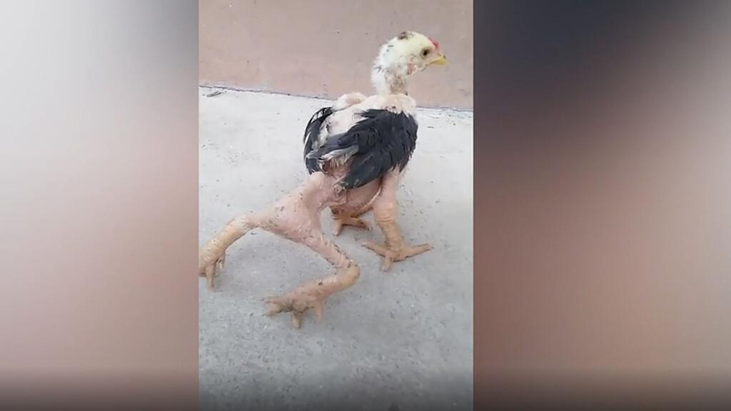 Drachenhuhn