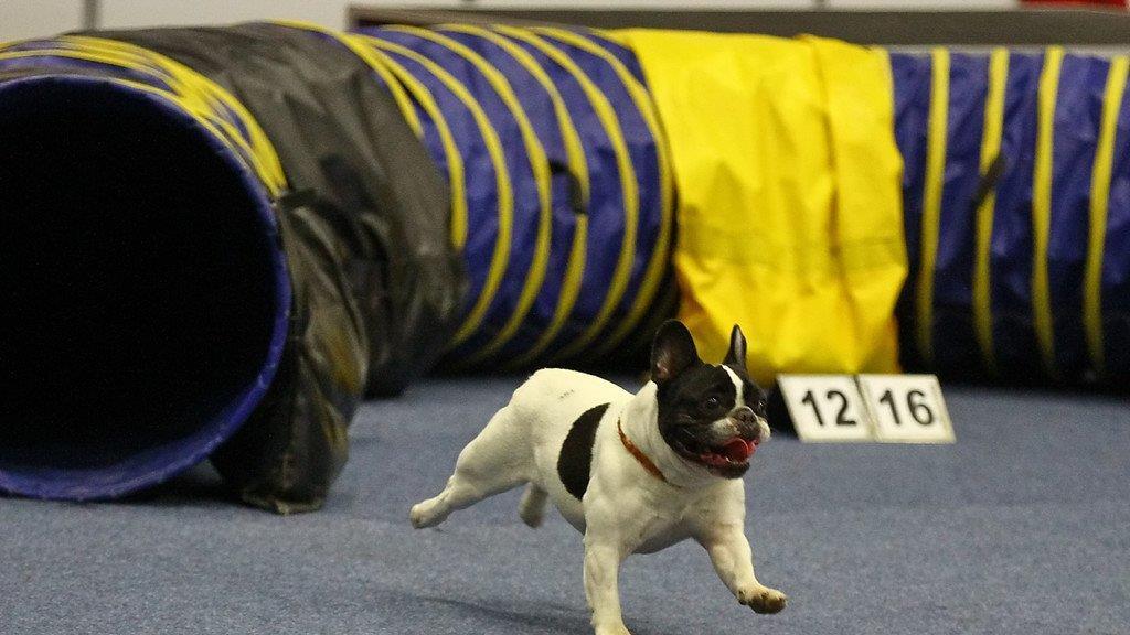 Festival der Hunde im Messezentrum Salzburg