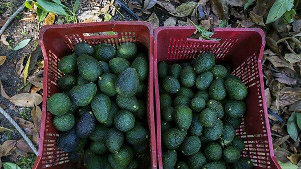 Avocados erfreuen sich steigender Beliebtheit