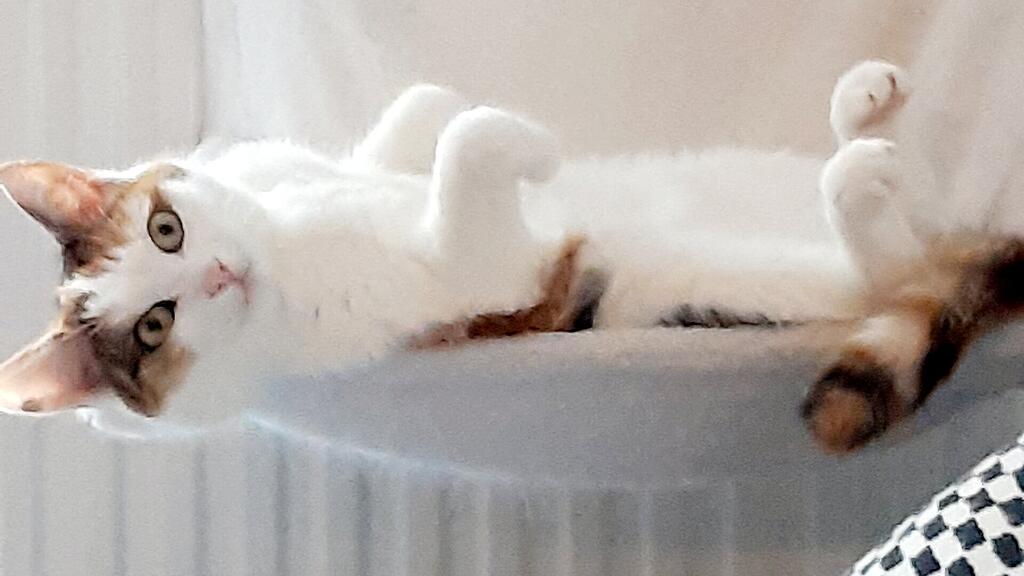 Weltkatzentag 2025