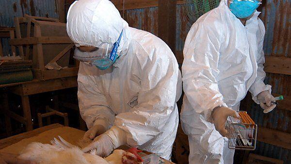 Vogelgrippevirus H5 bei Hühnern diagnostiziert