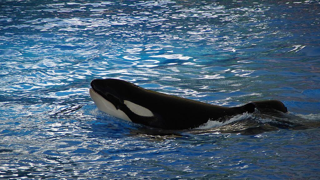 symb_orca symb_wal