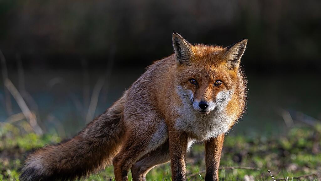 Rotfuchs