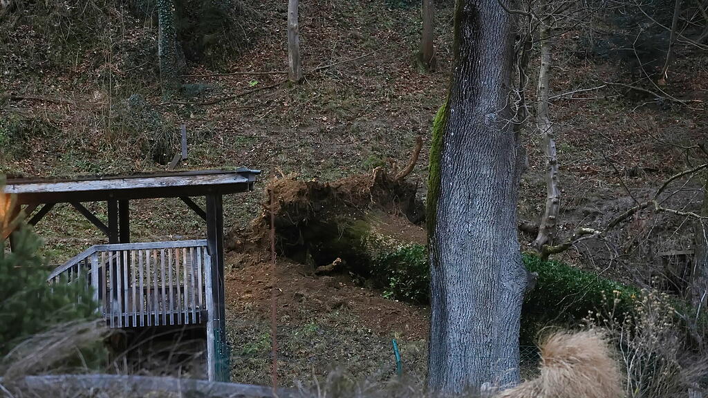 Esche durchbricht Zaun im Zoo Salzburg