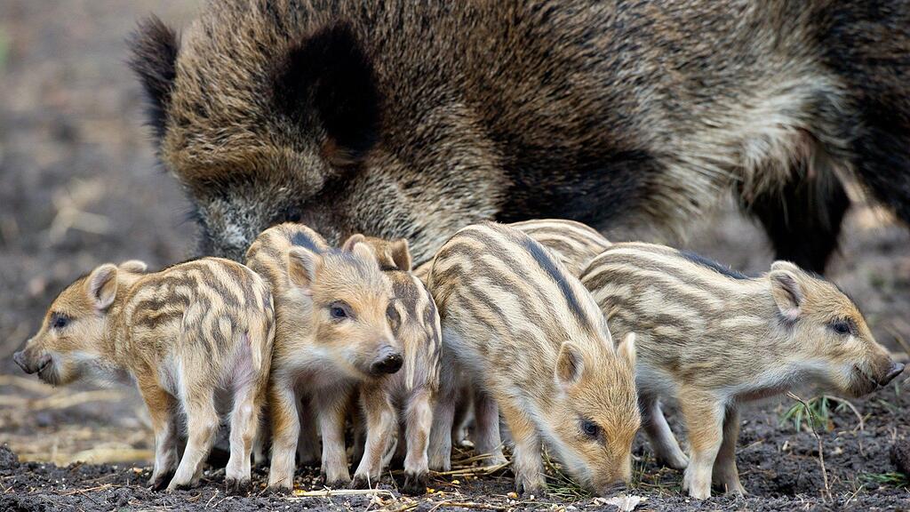 40 Wildschweine sind aus ihrem Gehege entlaufen. Einige fanden ihren Weg schon wieder zurück, die Anderen werden noch vermisst.