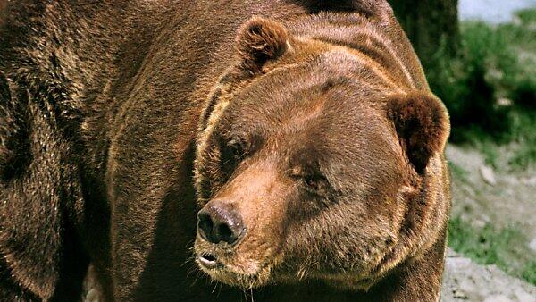 Mister Grizzly ist nicht happy