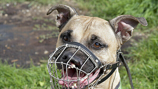 Hundehalterung sollte erschwert werden