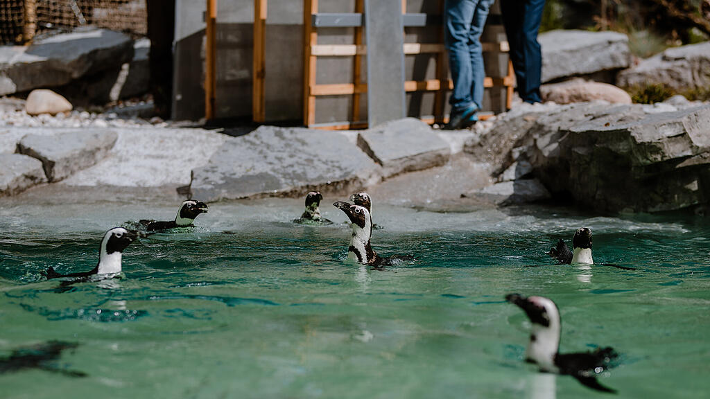 Zoo Salzburg, Brillenpinguin, Pinguin