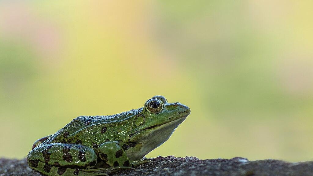 symb_frosch