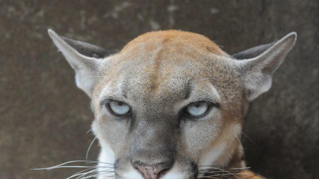 Ein Puma hat einen Mann in den USA getötet. (Symbolbild)