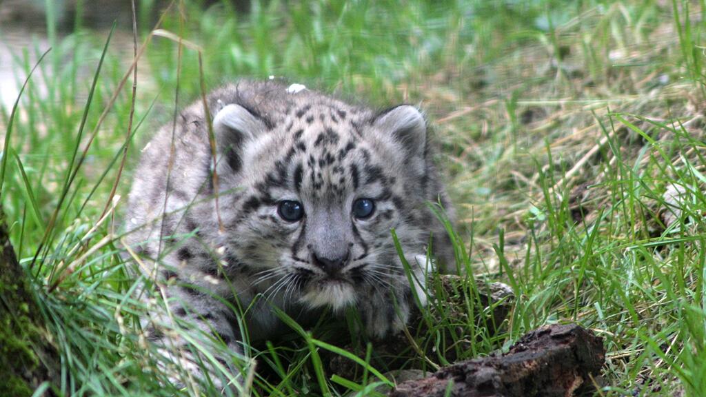 Seit wenigen Tagen erkundet der Schneeleoparden-Kater nun den Salzburger Zoo.