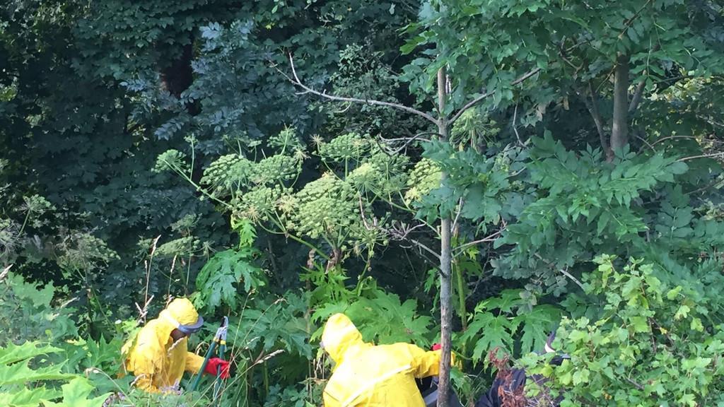 Berg- und Wasserwacht befreit Ramingstein von Riesenbärenklau