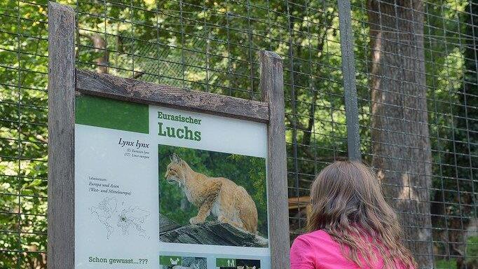 Suche nach Luchs geht weiter