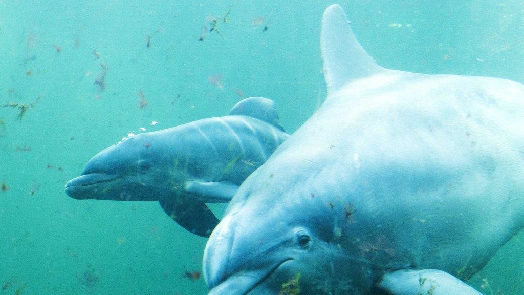 Tierbilder der Woche KW 52