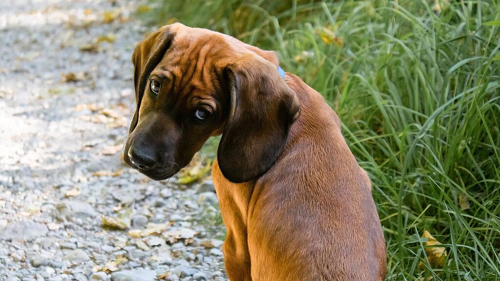 symb_hund symb_hundeblick