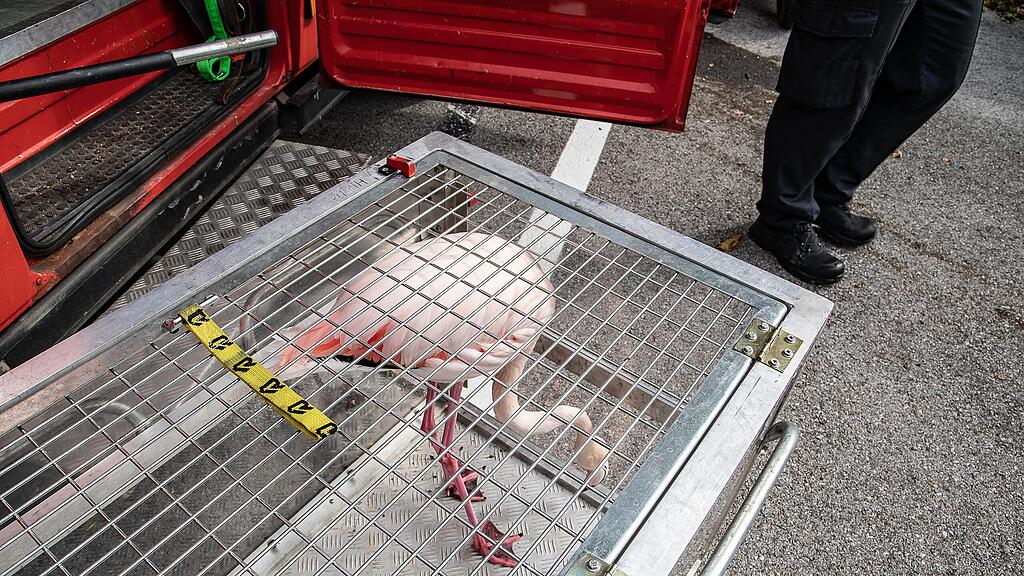 Flamingo aus Almkanal gerettet