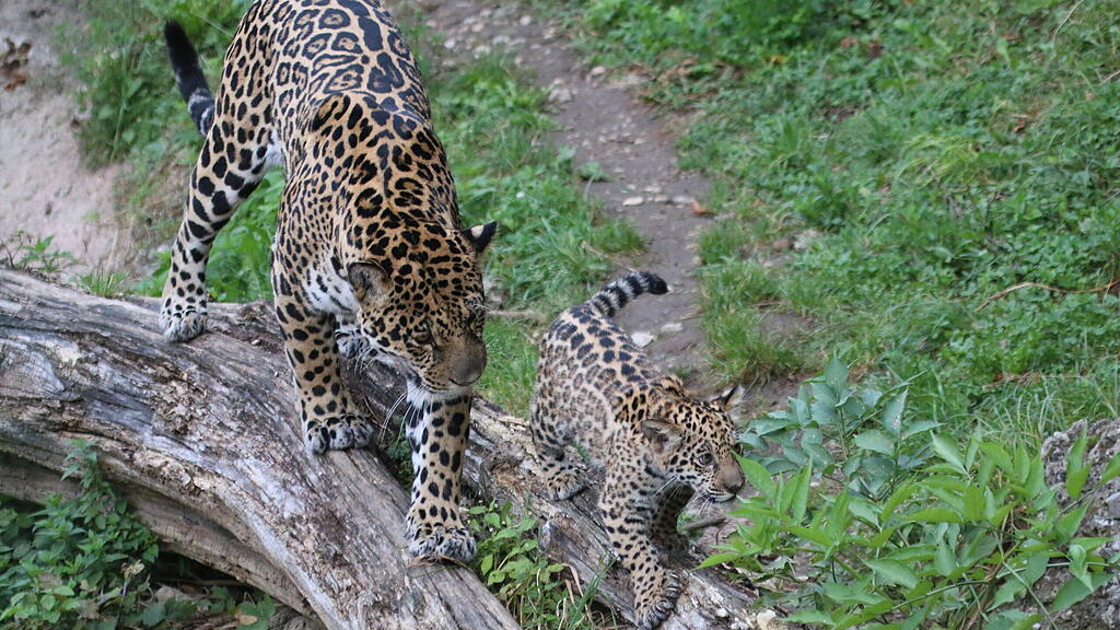 Jaguarnachwuchs