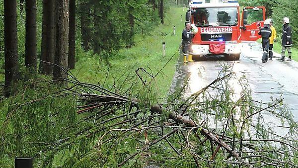 Zahlreiche Bäume fielen dem Sturm zum Opfer