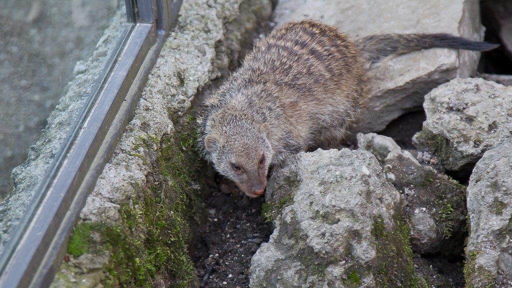 Frühlingserwachen im Salzburger Zoo