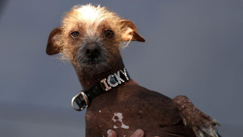 Wahl zum "Hässlichsten Hund"