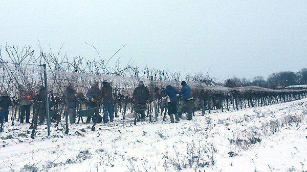 Besonderes Erlebnis Eisweinlese
