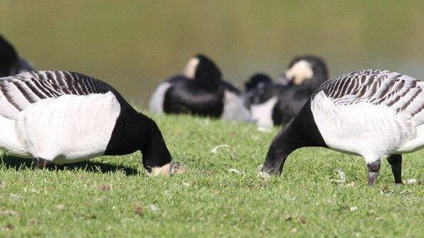 Die besten Tierbilder der Woche KW 40