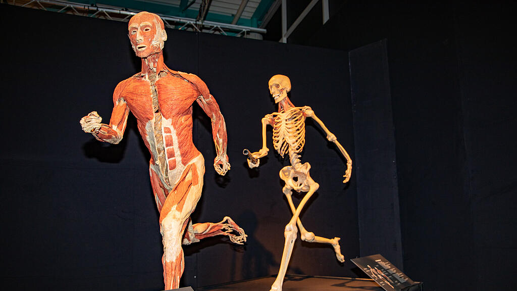 Ausstellung Körperwelten Salzburg I