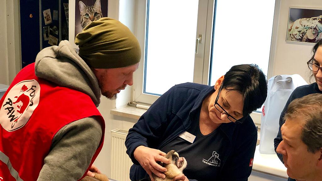 Puma-Welpe in Wohnung gehalten
