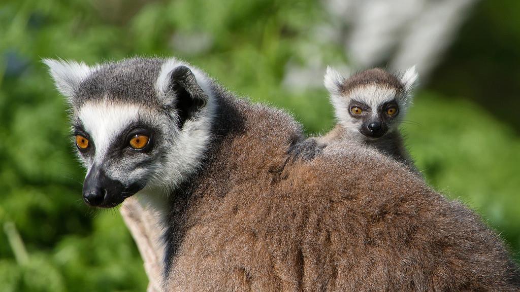 Nachwuchs bei den Kattas im Wiener Tiergarten Schönbrunn