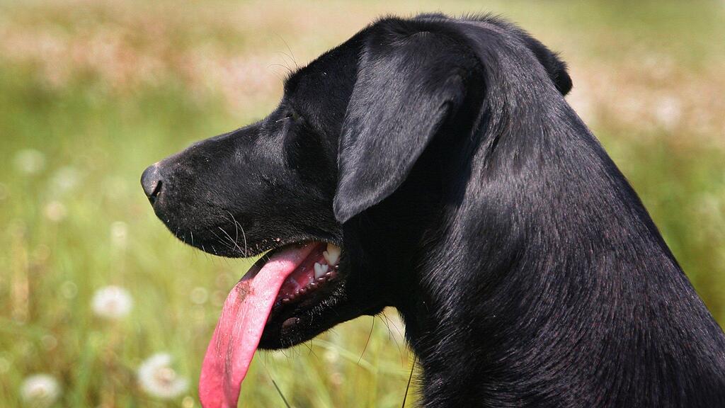 In der Stadt Salzburg beim Almkanal wurde am 2. Jänner eine Labradorhündin vergiftet.