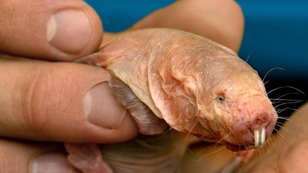 Der Nacktmull wurde anstatt mit Schönheit mit anderen Fähigkeiten ausgestattet.