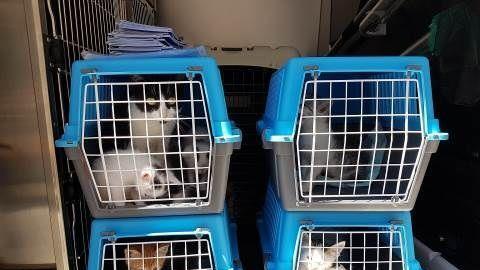 Polizei rettet Tiere in Wien