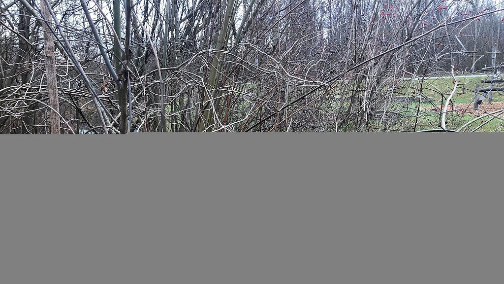 Biber-Glanspitz
