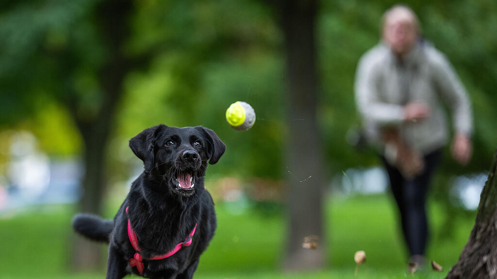 Hund, Vierbeiner, Hündin