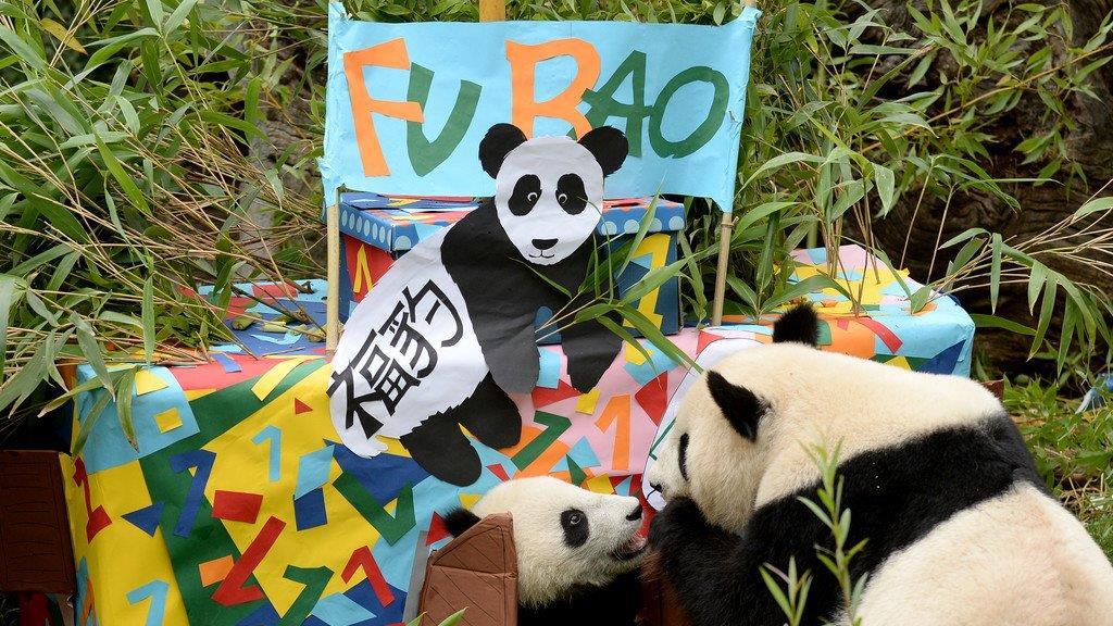 Fu Bao feiert