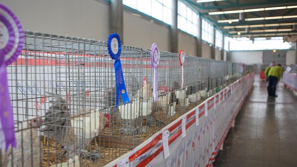 Kleintierausstellung, I