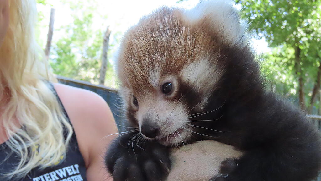 Rote Pandas