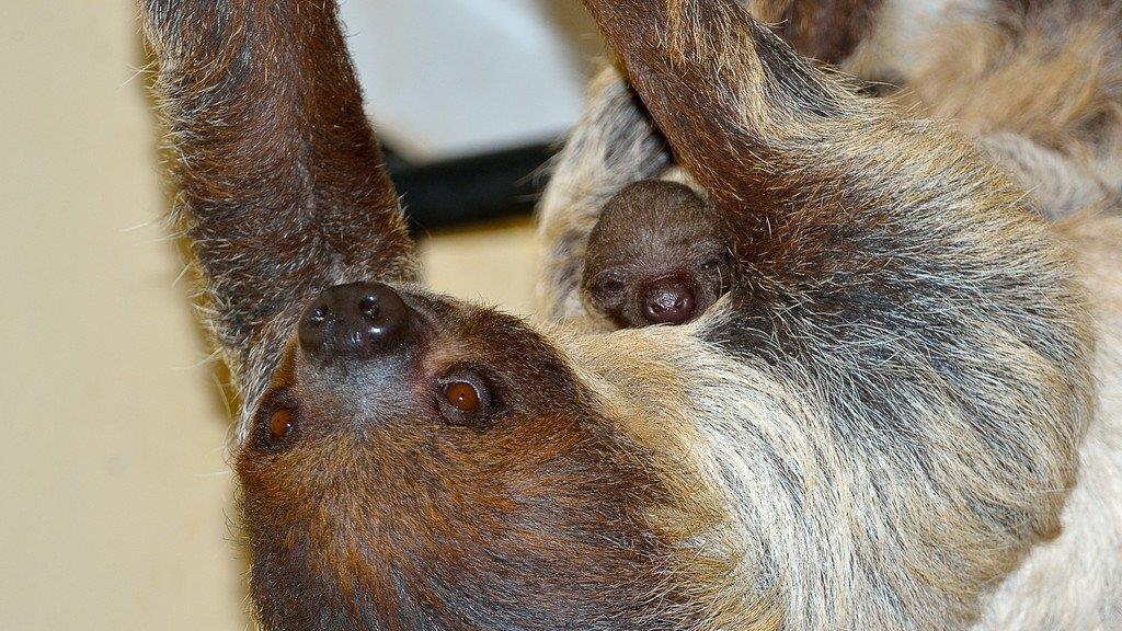 Baby-Faultier im Tiergarten Schönbrunn
