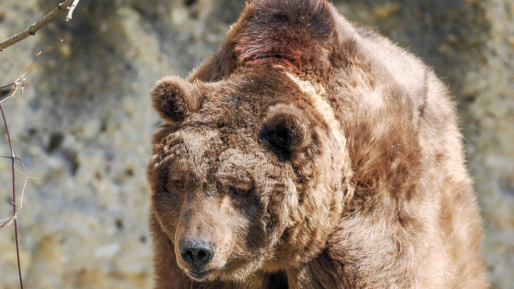 Aragon ist tot: Salzburger Zoo trauert um Braunbären