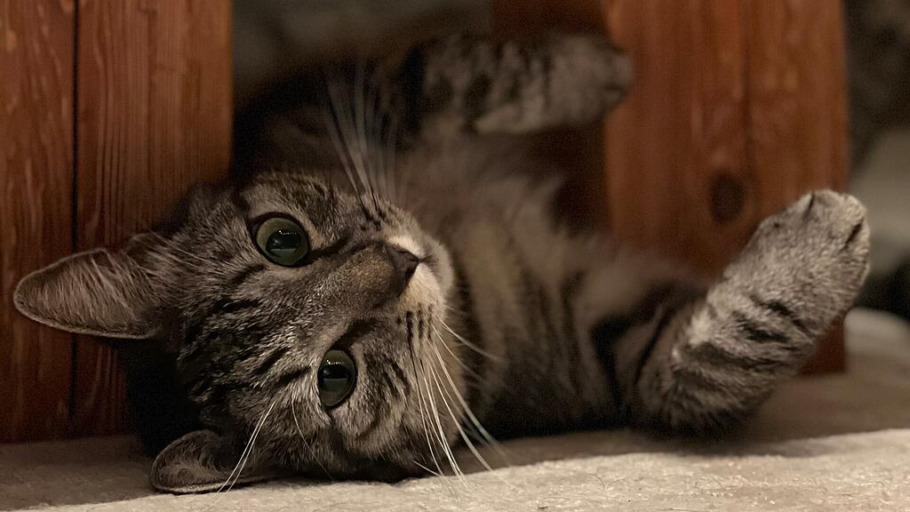 Weltkatzentag 2025