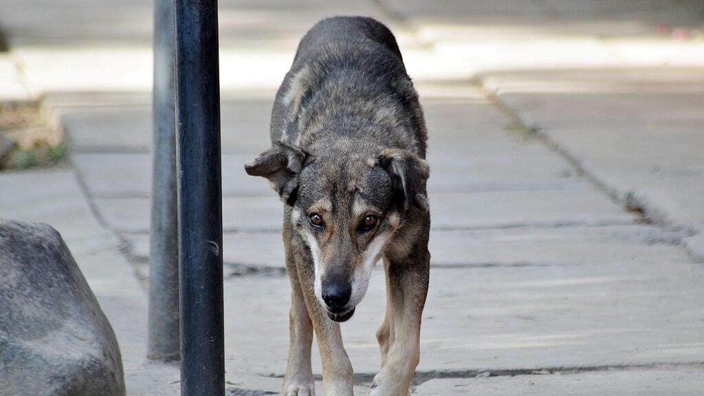 Seit fünf Jahren wartet der Vierbeiner auf sein Herrchen an einer Straßenecke in Bolivien